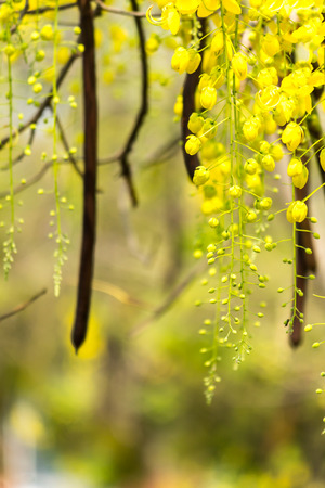 Golden shower burgeon on every summer.の写真素材