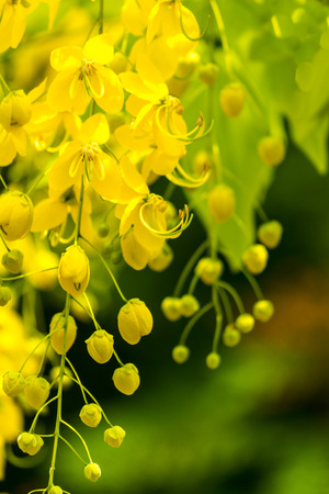 Golden shower burgeon on every summer.の写真素材