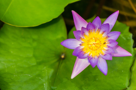 Water lotus waterlily aquatic flower plant in pond.の写真素材