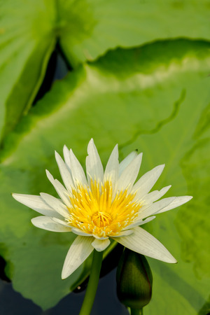 Water lotus waterlily aquatic flower plant in pond.の写真素材