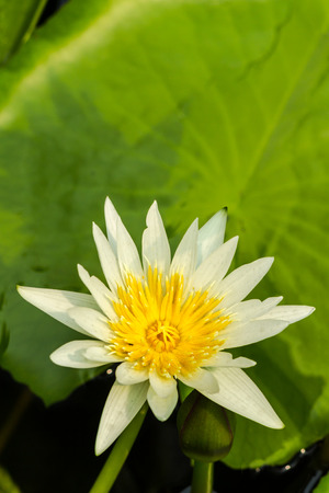 Water lotus waterlily aquatic flower plant in pond.の写真素材