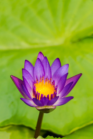 Water lotus waterlily aquatic flower plant in pond.の写真素材