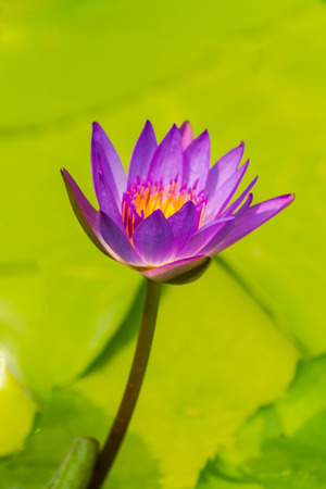 Water lotus waterlily aquatic flower plant in pond.の写真素材