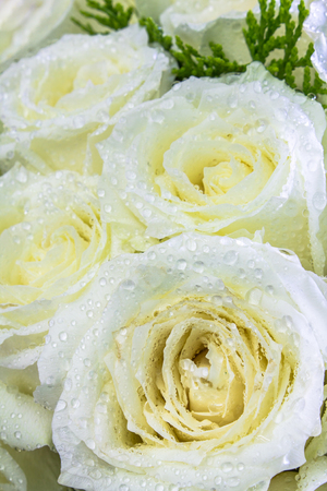 Bouquet white roses detail on Valentine's Day.の写真素材