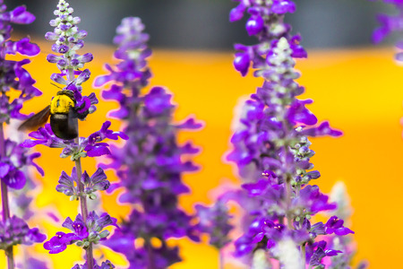 Carpenter Bee nectar and pollination summer colorful flower in garden.の写真素材