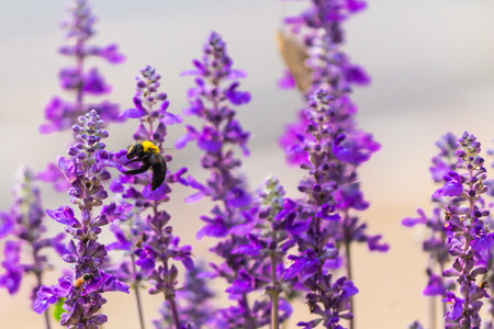Carpenter Bee nectar and pollination summer colorful flower in garden.の写真素材