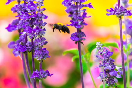 Carpenter Bee nectar and pollination summer colorful flower in garden.の写真素材