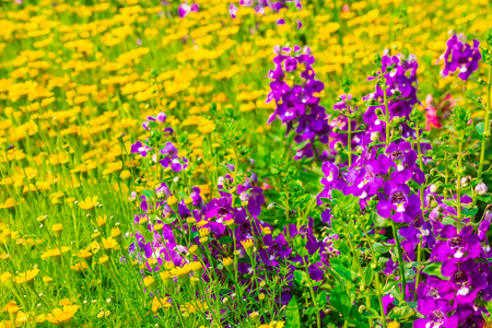 Landscaped flower garden with lots of colorful blooms on summer.の写真素材