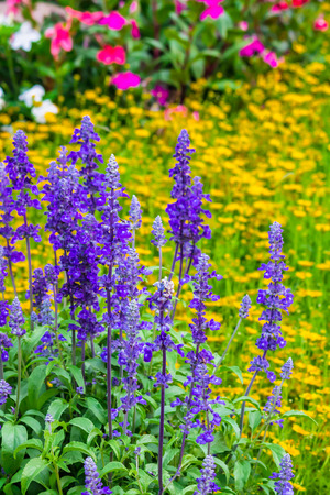 Landscaped flower garden with lots of colorful blooms with sun flare.の写真素材
