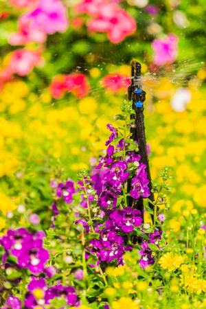 Detail of a working lawn sprinkler head watering  colorful flower in the garden.の写真素材