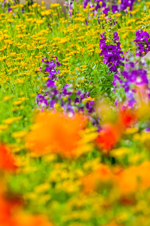 Landscaped flower garden with lots of colorful blooms on summer.の写真素材