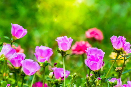 Beautiful pink moss rose Purslane ( Portulaca grandiflora ; Family Portulacaceae ) flowers in the garden with dew with Sun flare on summer day.の写真素材