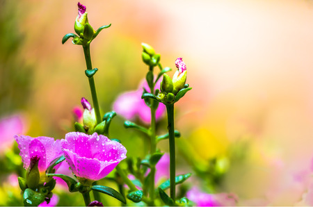Beautiful pink moss rose Purslane ( Portulaca grandiflora ; Family Portulacaceae ) flowers in the garden with dew with Sun flare on summer day.の写真素材