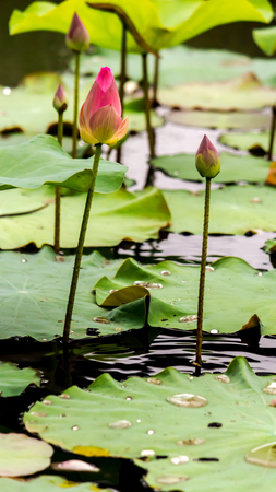 Beautiful pink lotus flower in pond after rain.の写真素材