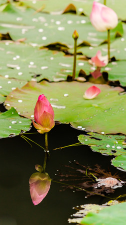 Beautiful pink lotus flower in pond after rain.の写真素材