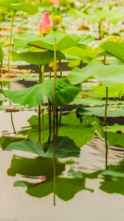 Beautiful pink lotus flower in pond after rain.の写真素材