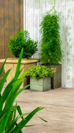 Relaxing area and flower pot  near window in cozy home on summer.の写真素材