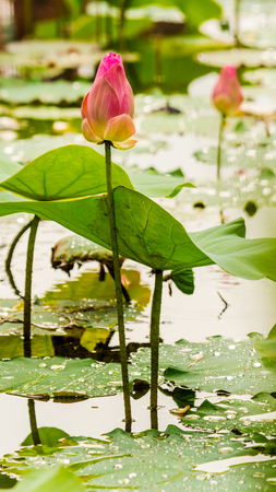 Beautiful pink lotus flower in pond after rain on rainy season.の写真素材