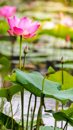 Beautiful pink lotus flower in pond after rain on rainy season.の写真素材