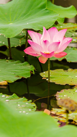 Beautiful pink lotus flower in pond after rain on rainy season.の写真素材