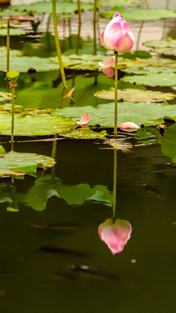Beautiful pink lotus flower in pond after rain on rainy season.の写真素材