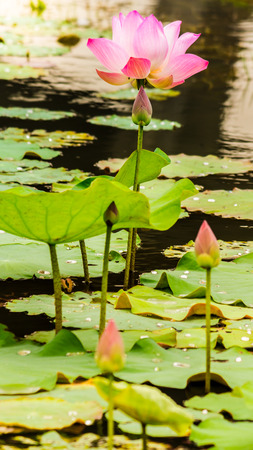 Beautiful pink lotus flower in pond after rain on rainy season.の写真素材