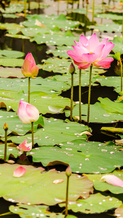 Beautiful pink lotus flower in pond after rain on rainy season.の写真素材