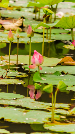 Beautiful pink lotus flower in pond after rain on rainy season.の写真素材