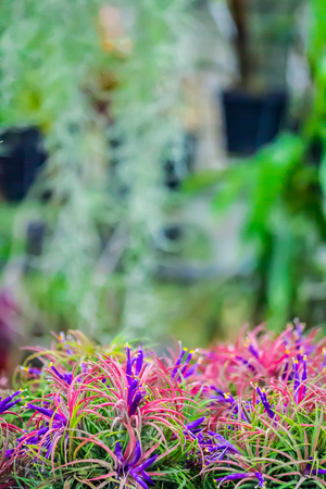 Rows of Tillandsia and orchid remix for decoration in cozy garden.の写真素材