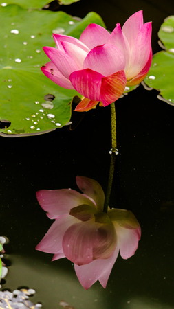 Beautiful pink lotus flower in pond after rain on rainy season.の写真素材