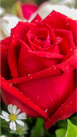 Red rose with dew on petals in valentine day with love.の写真素材