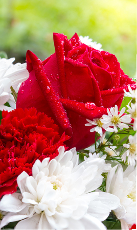 Red rose and white flowers in bouquet on Valentine day.の写真素材