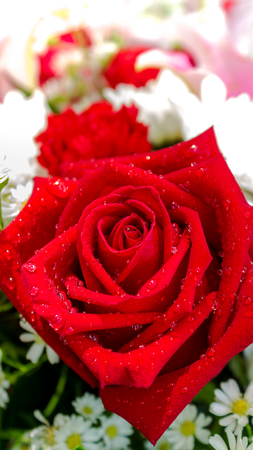 Red rose and white flowers in bouquet on Valentine day.の写真素材