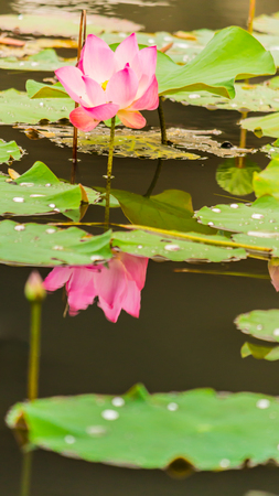 Beautiful pink lotus flower in pond after rain on rainy season.の写真素材