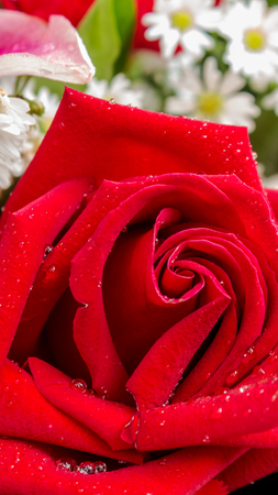 Red rose and flower in bouquet on Valentine day.の写真素材