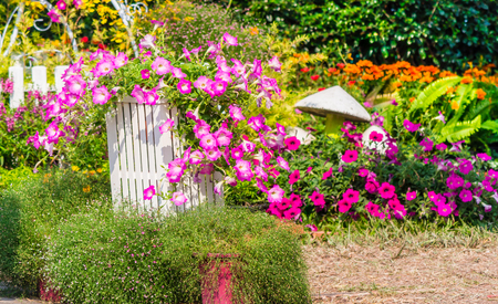 Cozy home flower garden on summer.の写真素材