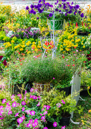 Vintage white bike and flowerpot in cozy home flower garden on summer.の写真素材