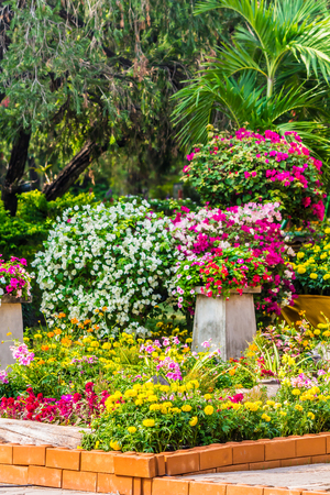 Cozy home flower garden on summer.の写真素材