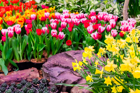 Variety of spring flowers and tulips blooming in beautiful cozy garden on summer.の写真素材