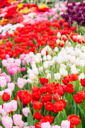 Variety of spring flowers and tulips blooming in beautiful cozy garden on summer.の写真素材