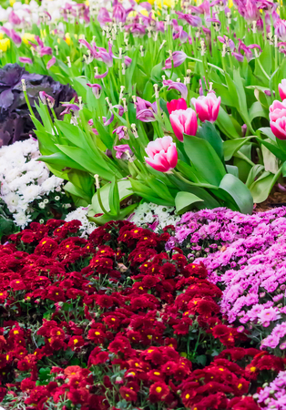 Variety of spring flowers and tulips blooming in beautiful cozy garden on summer.の写真素材