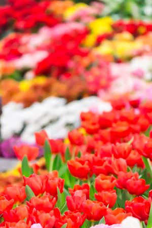 Variety of spring flowers and tulips blooming in beautiful cozy garden on summer.の写真素材