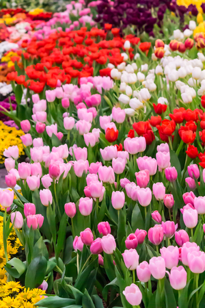 Variety of spring flowers and tulips blooming in beautiful cozy garden on summer.の写真素材