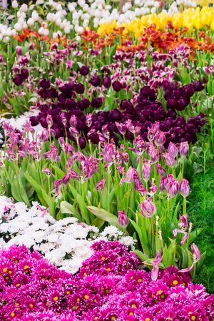 Variety of spring flowers and tulips blooming in beautiful cozy garden on summer.の写真素材