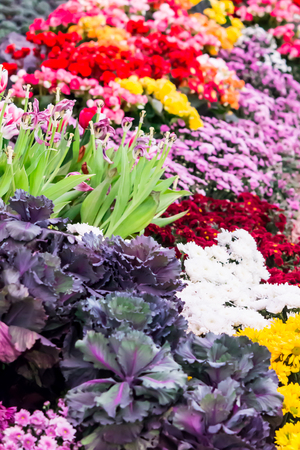 Variety of spring flowers and tulips blooming in beautiful cozy garden on summer.の写真素材