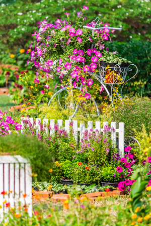 Vintage white bike and flowerpot in cozy home flower garden on summer.の写真素材