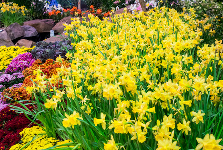 Variety of spring flowers and tulips blooming in beautiful cozy garden on summer.の写真素材