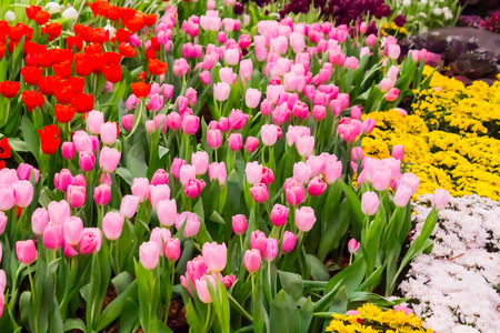 Variety of spring flowers and tulips blooming in beautiful cozy garden on summer.の写真素材