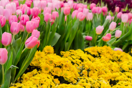Variety of spring flowers and tulips blooming in beautiful cozy garden on summer.の写真素材