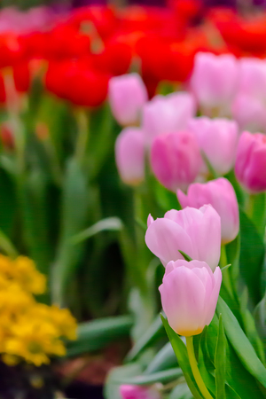 Variety of spring flowers and tulips blooming in beautiful cozy garden on summer.の写真素材